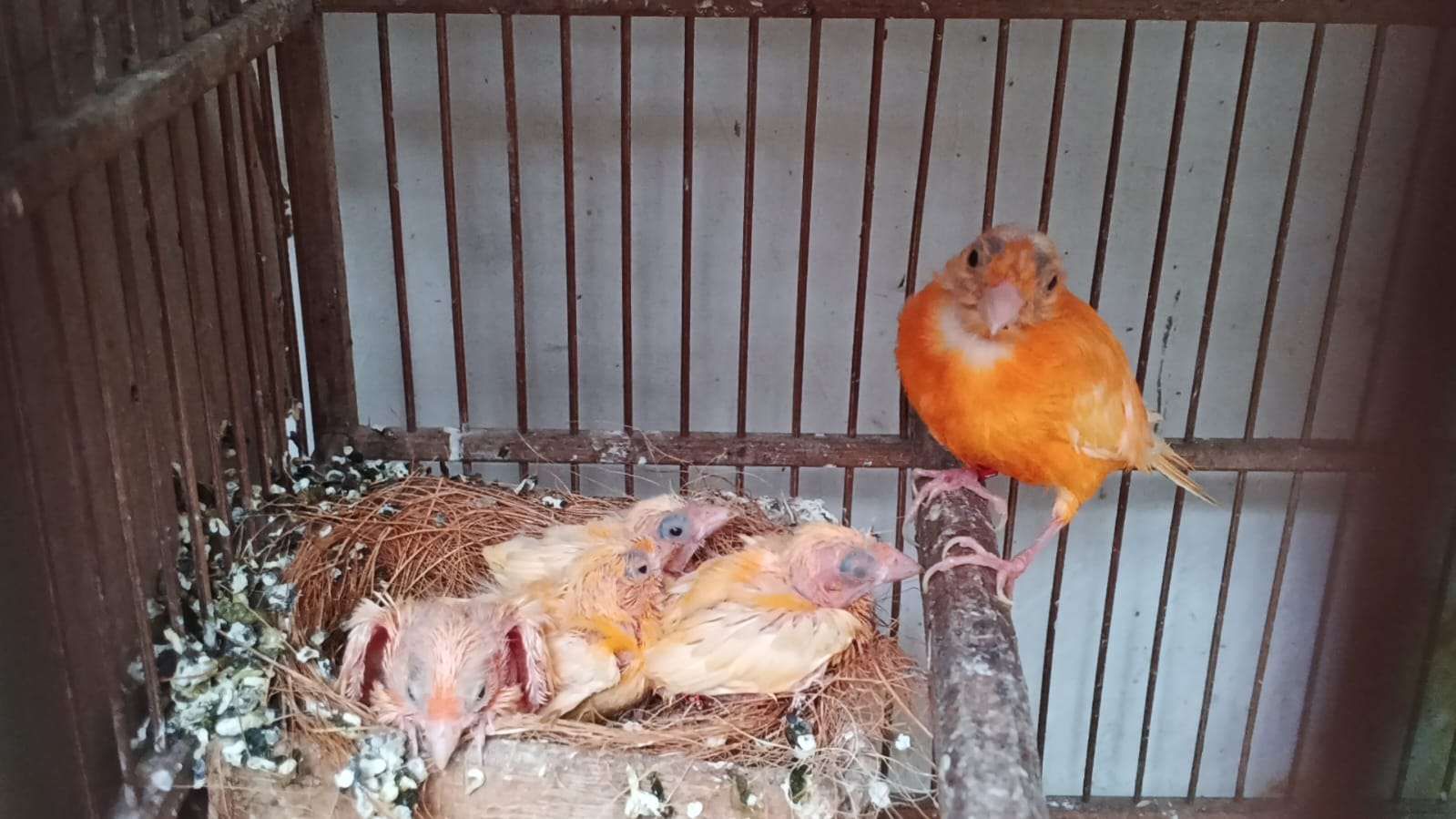 Tren Budidaya Kenari Merah Lokal di Kediri Terus Meningkat