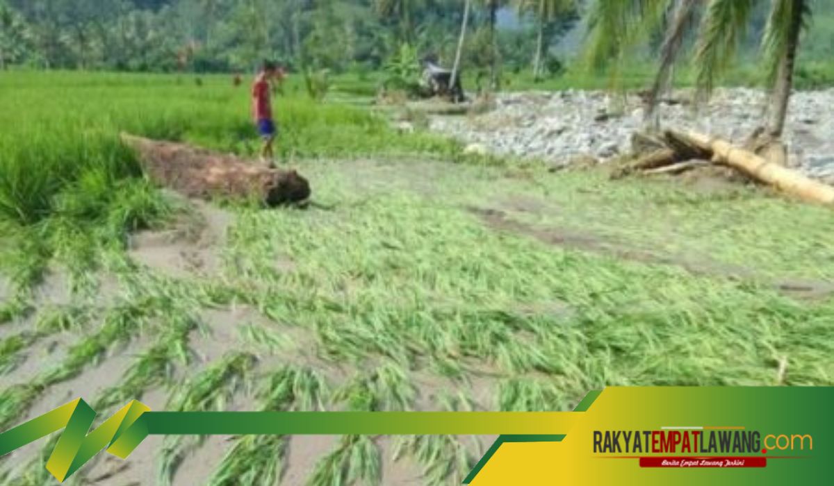 Kasihan Puluhan Hektar Sawah Warga Terendam Banjir Luapan Sungai Keruh Ini Ungkapan Camat