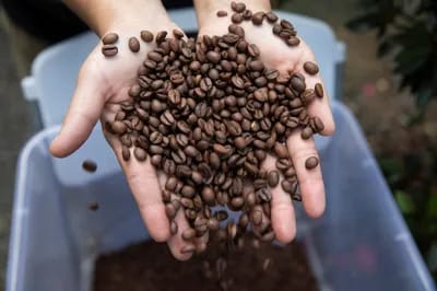 Rahasia Panjang Umur Terungkap! Studi Baru: Minum Kopi Bisa Tambah 2 Tahun Hidup Sehat