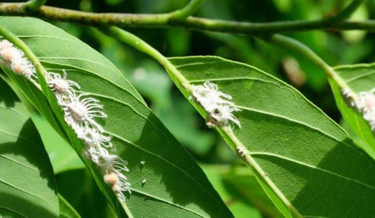 Bagaimana Cara Mengatasi Hama pada Daun Mangga Simak Disini Cukup dengan Bumbu Dapur Sederhana