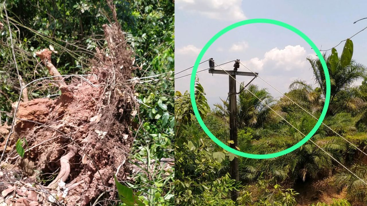 Pohon Tumbang di Sukarame, Lahat, Sebabkan Pemadaman Listrik di Kecamatan tebing tinggi Terdampak