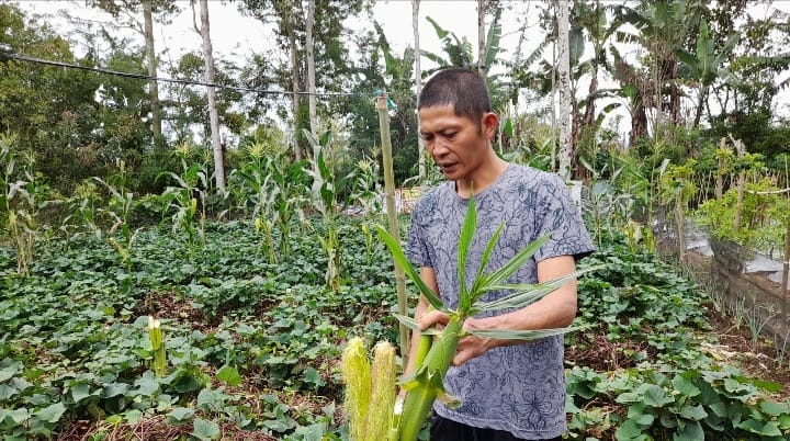 Kembali Berulah, Beruang Madu Rusak Kebun Jagung