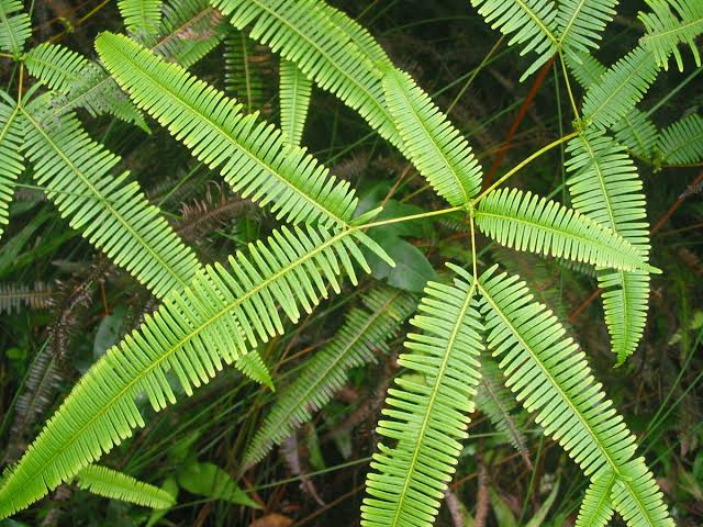 Rahasia Daun Aseman: Tradisi Mistis yang Lindungi Penduduk Jambi di Hutan Belantara