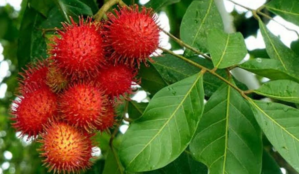 Bisa Menurunkan Kolesterol dengan Rebusan Daun Rambutan Simak di Sini Cara Raciknya