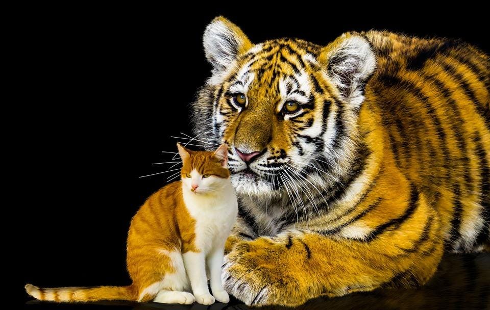 Kisah Tak Terduga, Persahabatan Antara Kucing Kiki dan Harimau Rajawali