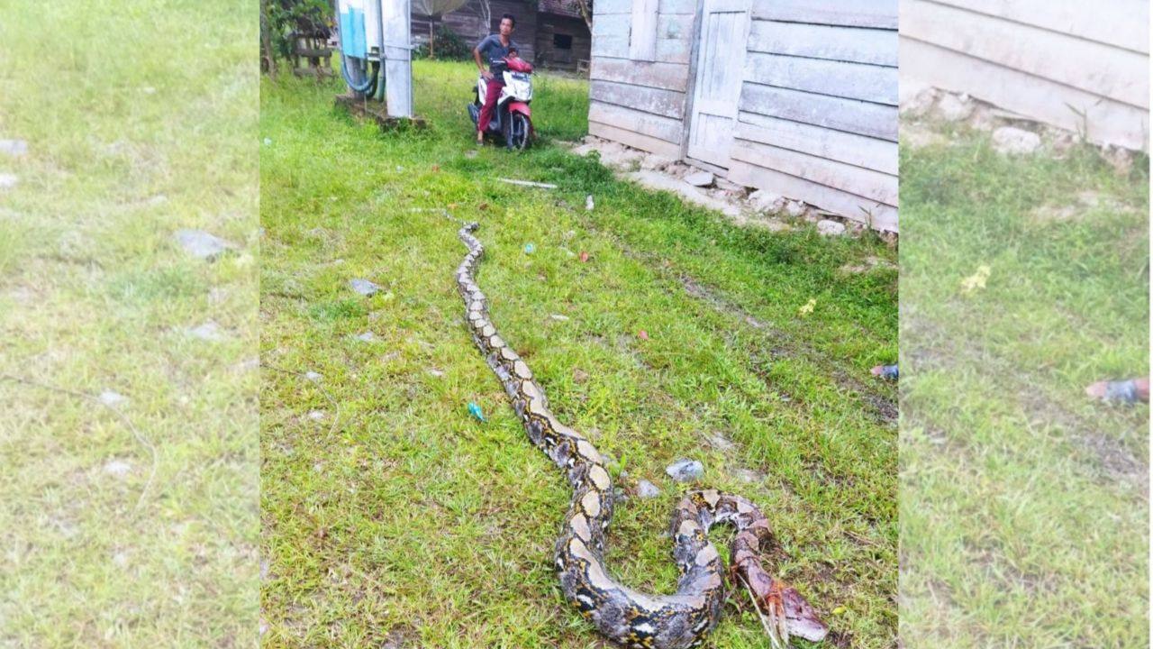 Tragis!!, Petani Karet Tewas Dililit Ular Piton Sepanjang 6 Meter