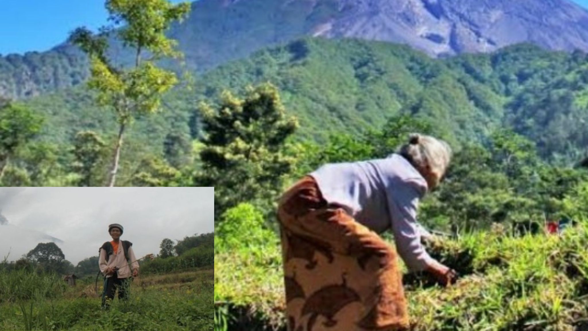 Kehidupan Petani di Lereng Gunung Tetap Berjalan Normal Meskipun Erupsi Marapi