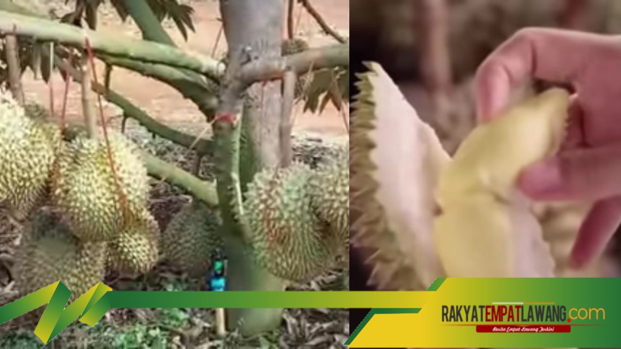 Teknologi Pertanian Durian China 2023: Berhasil menanam 2450 Ton Durian, Jenis Durian Terbik Dunia