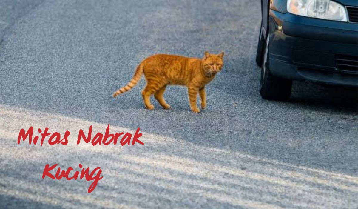 Nabrak Kucing: Mengungkap Mitos dan Fakta Hal Pembawa Sial