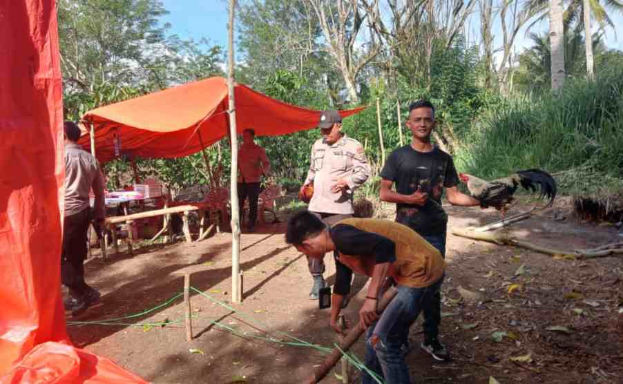 Lokasi Judi Sabung Ayam Diobrak-abrik Petugas, Pelaku Kabur Tinggalkan 2 Ekor Ayam dan Lapak Dadu Kuncang