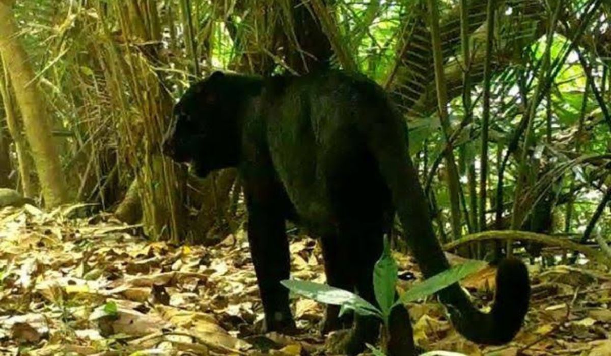 Gunung Masurai dan Danau Kumbang: Konon Terdapat Siluman Macan Kumbang