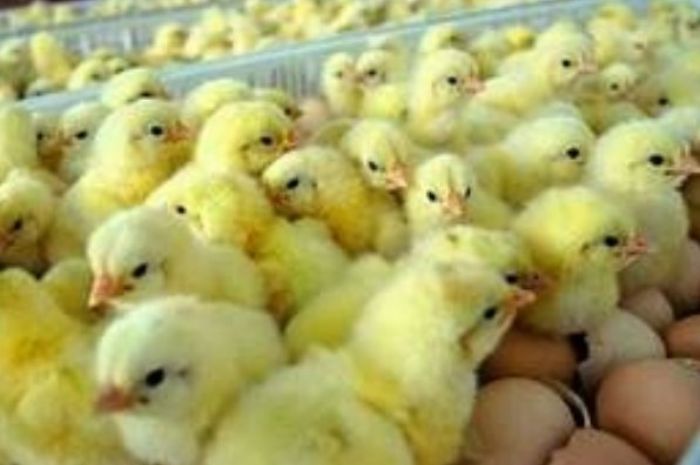 10 Larangan yang Harus Dihindari Jika Ingin Budidaya Ayam Boiler