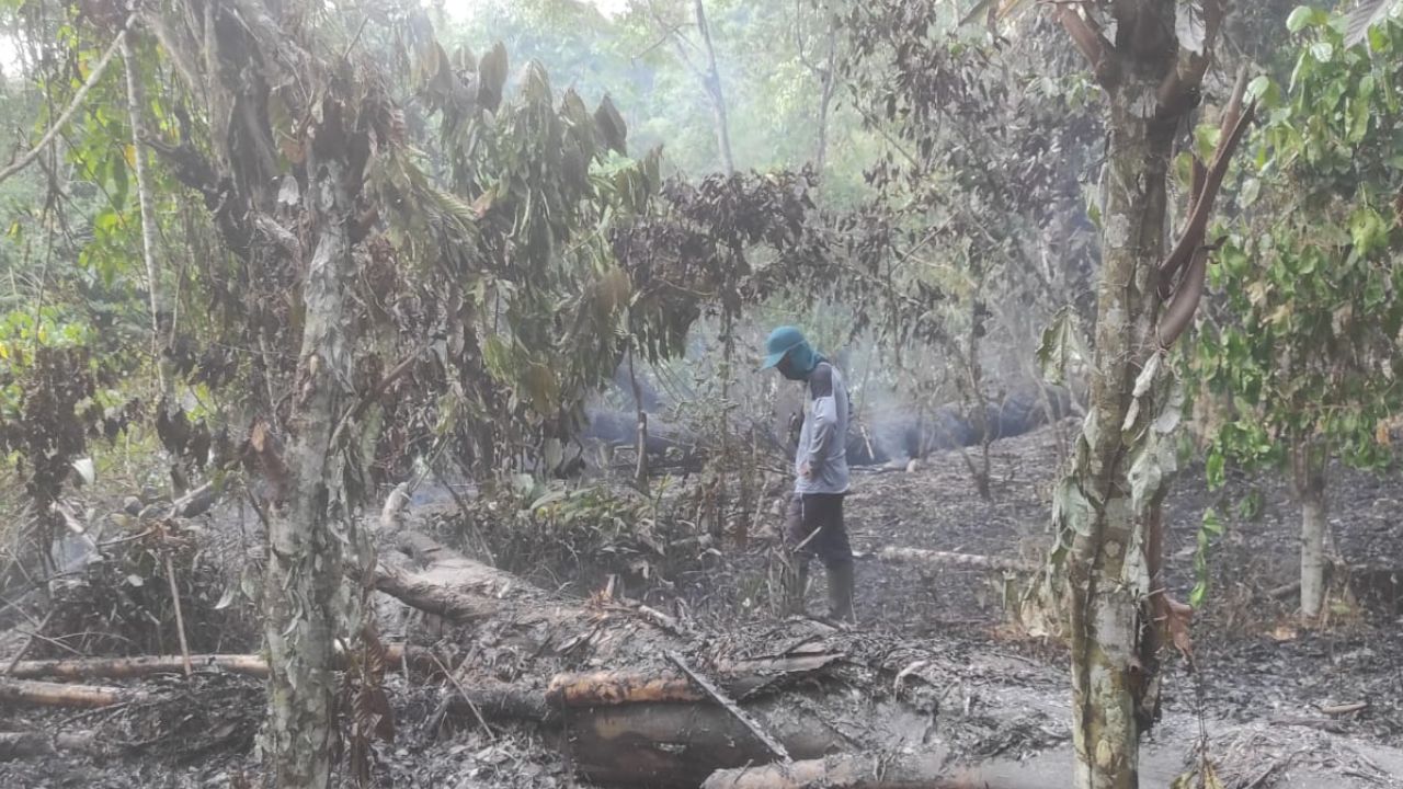 Duh! Kebakaran Lahan Sebabkan Perkebunan Kopi dan Durian Desa Muara Pinang Musnah