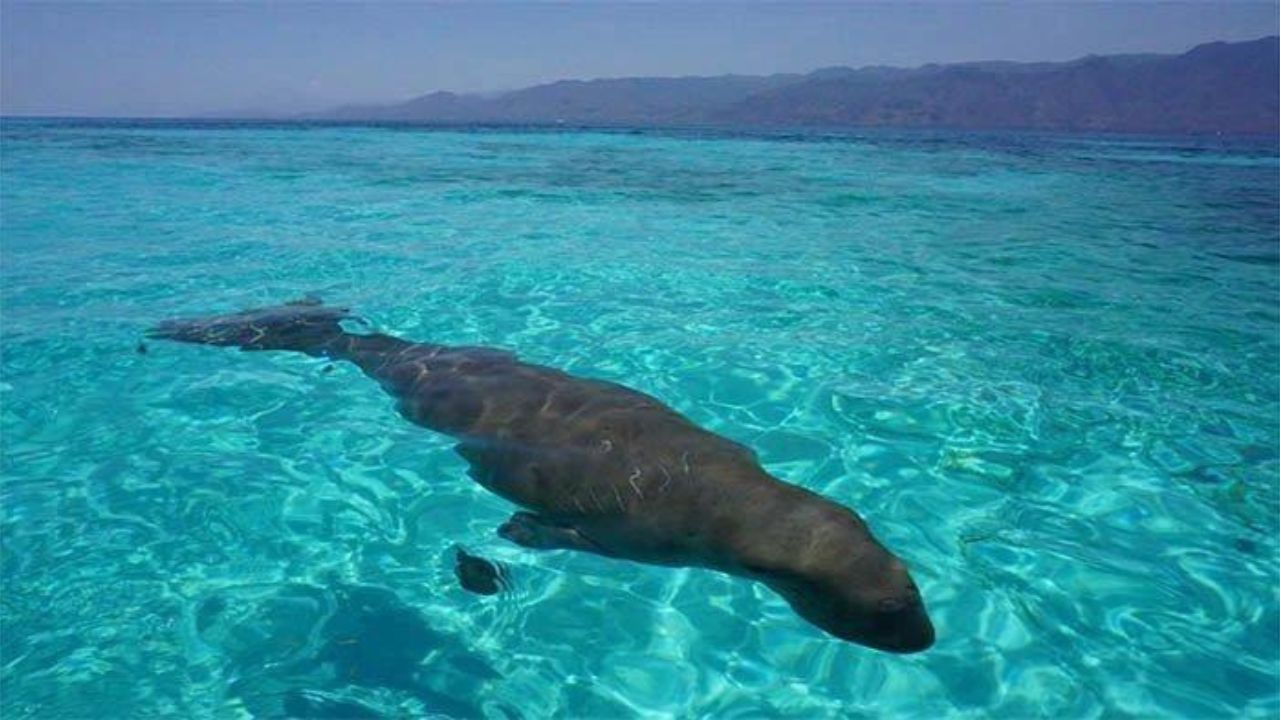 Pantai Mali: Habitat Dugong dan Keindahan Alam yang Mempesona