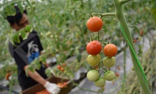 Harga Cung kediro Tak Cukup Untuk Makan, Petani Menangis