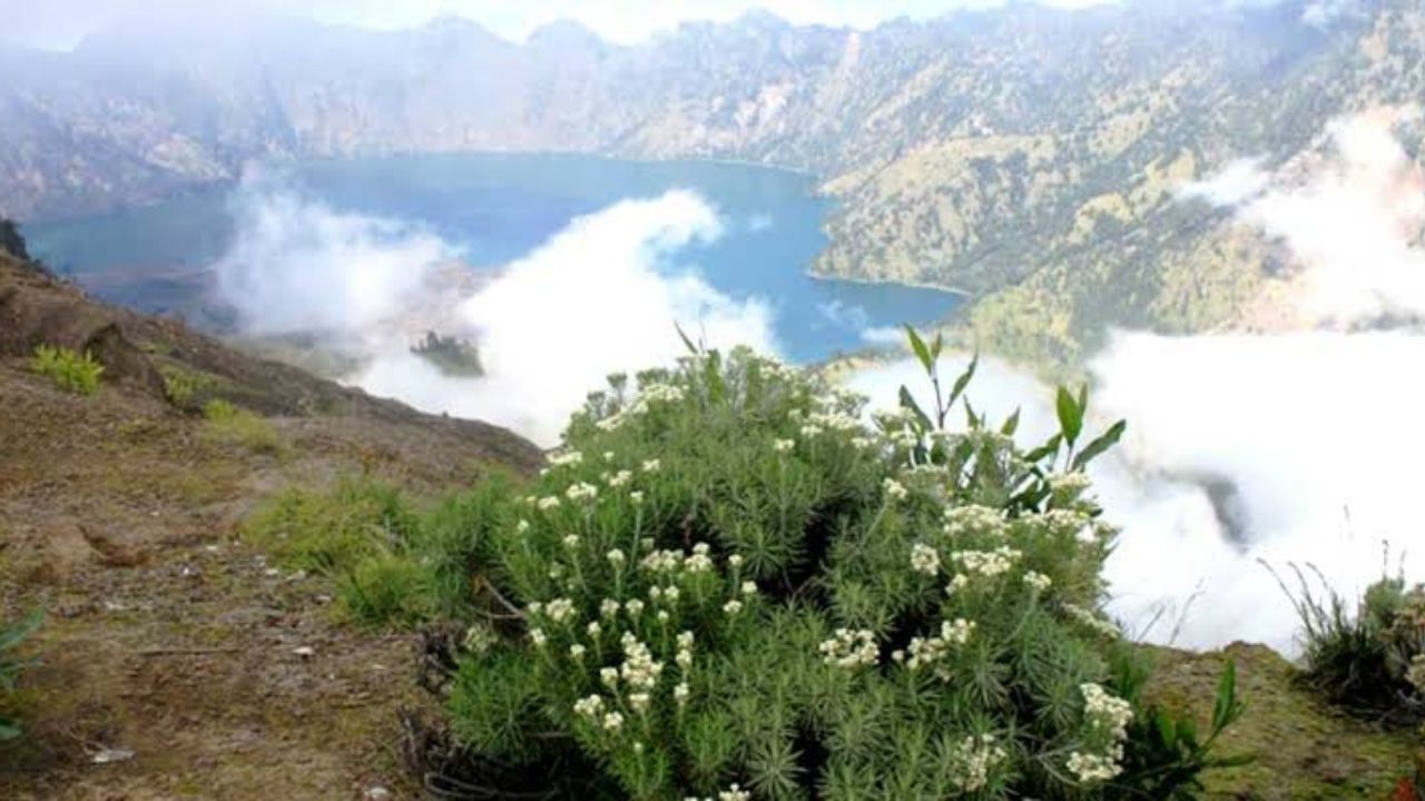 Misteri Mitos Bunga Sandar Nyawa (Edelweiss) di Gunung Rinjani