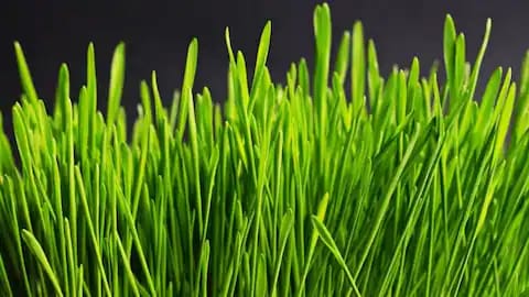 Keajaiban Wheatgrass, Superfood Hijau yang Bisa Anda Tanam Sendiri di Rumah!