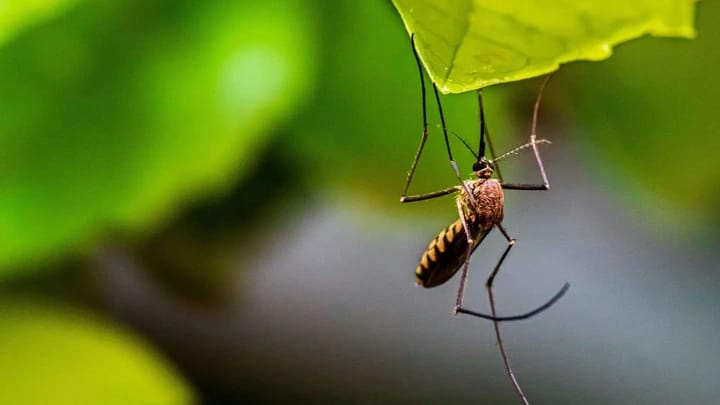 11 Bau Alami yang Bikin Nyamuk Pergi Menjauh, Dijamin Bebas Gigitan!