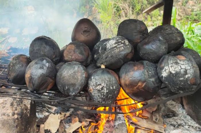 Mengkonsumsi Buah Kelapa Muda Bakar Berikan Manfaat untuk Kesehatan