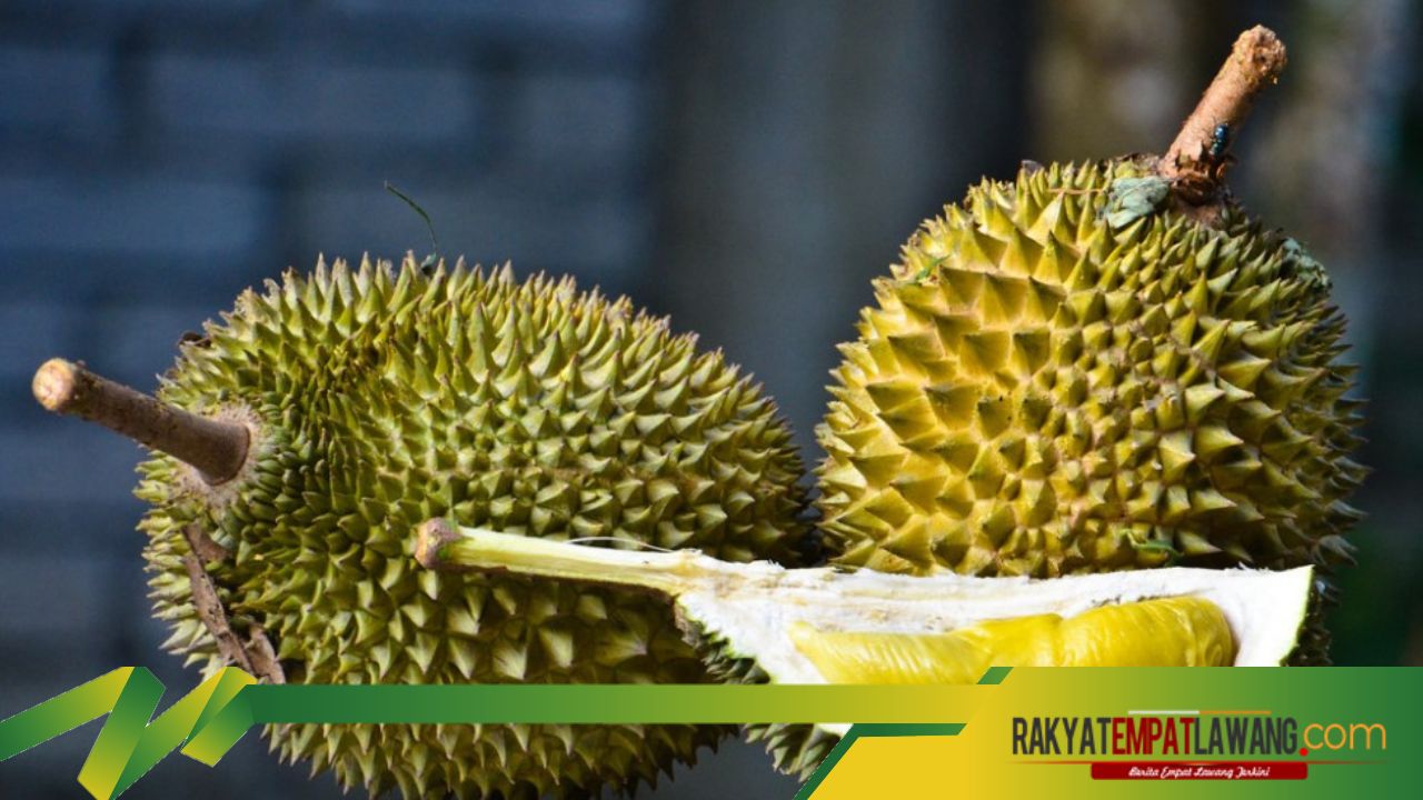 Rahasia Tahan Lama: 5 Cara Ampuh Menyimpan Durian yang Sudah Dibuka Agar Tetap Segar dan Lezat