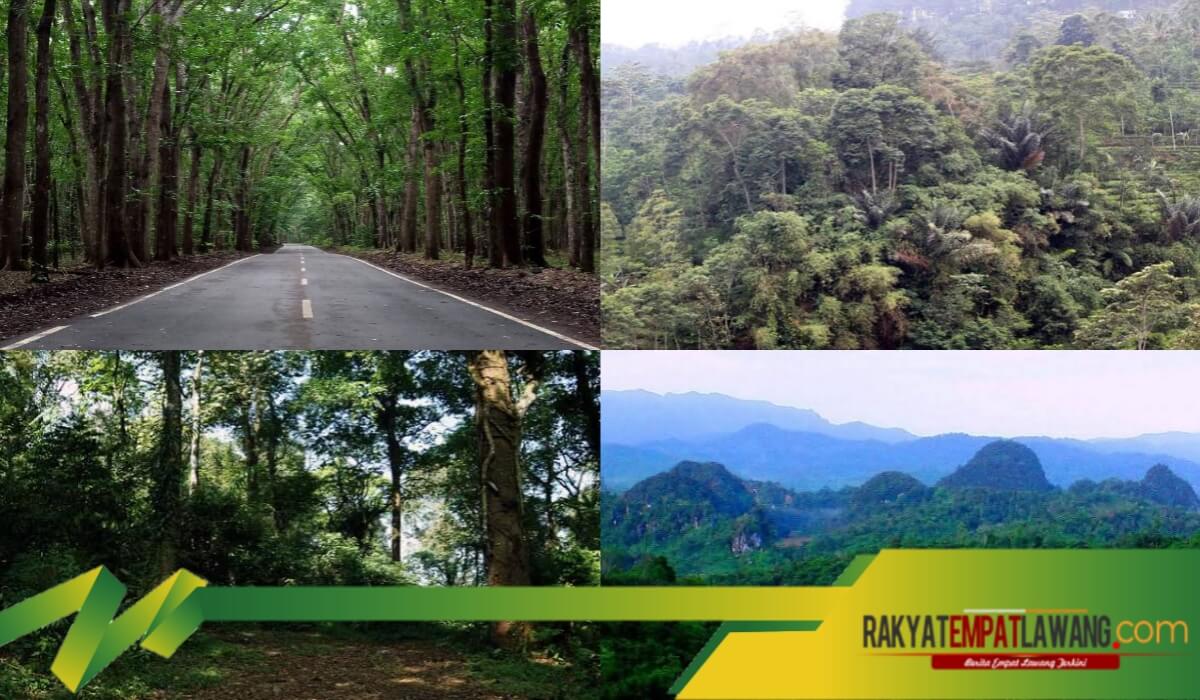Seram! 7 Hutan Angker di Indonesia Ini Penuh dengan Misteri