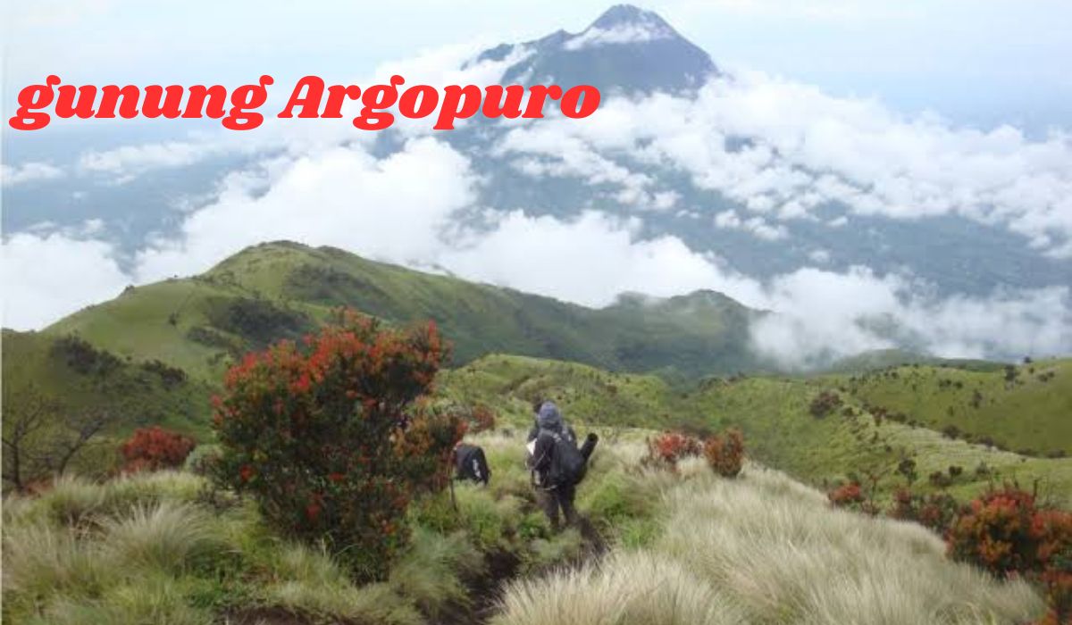 Misteri Alam Gunung Argopuro Keindahan yang Tersembunyi Hingga Terdapat Tumbuhan Langka