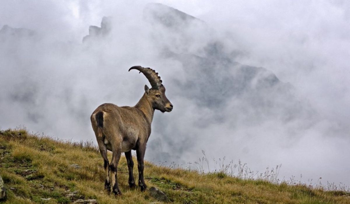 Mengulik Keanekaragaman Hayati di Pegunungan Alpen