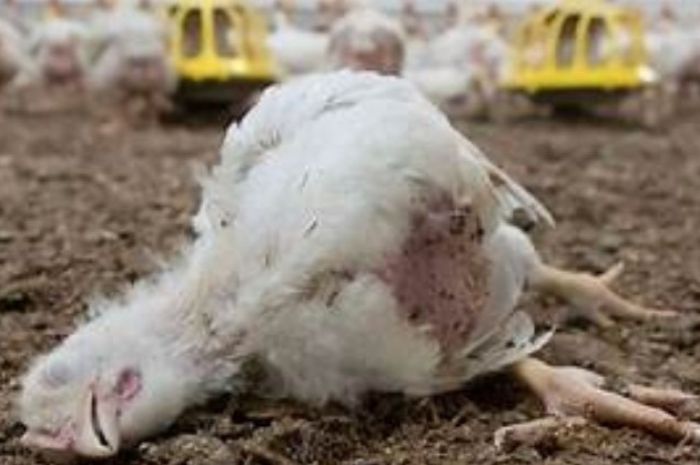 Tingkat Kematian Dalam Budidaya Ayam Boiler, Berikut Penyebab dan Upaya Pencegahannya