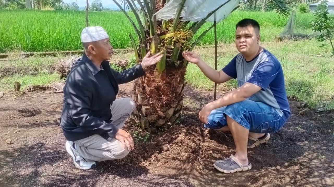 Budidaya Kurma Ada di Empat Lawang Inovasi Ustaz Tarmizi Menuju Destinasi Wisata Baru