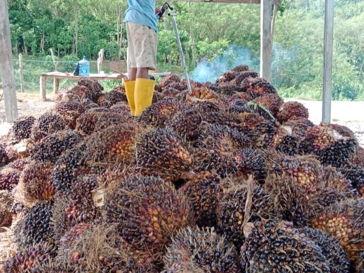 Harga Kelapa Sawit Mengalami Kenaikan