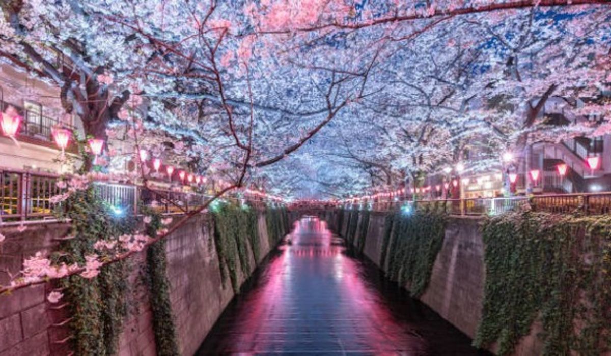7 Destinasi Wisata Musim Semi di Jepang yang Wajib Dikunjungi