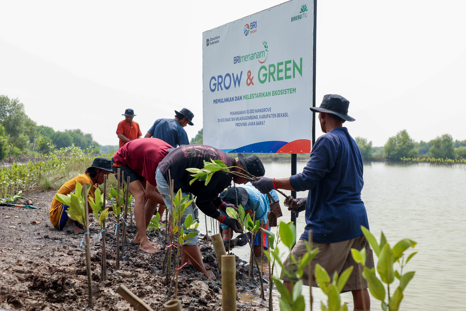 BRI Peringati Hari Mangrove Sedunia 2025, Tanam 10.000 Pohon untuk Selamatkan Ekosistem Pesisir