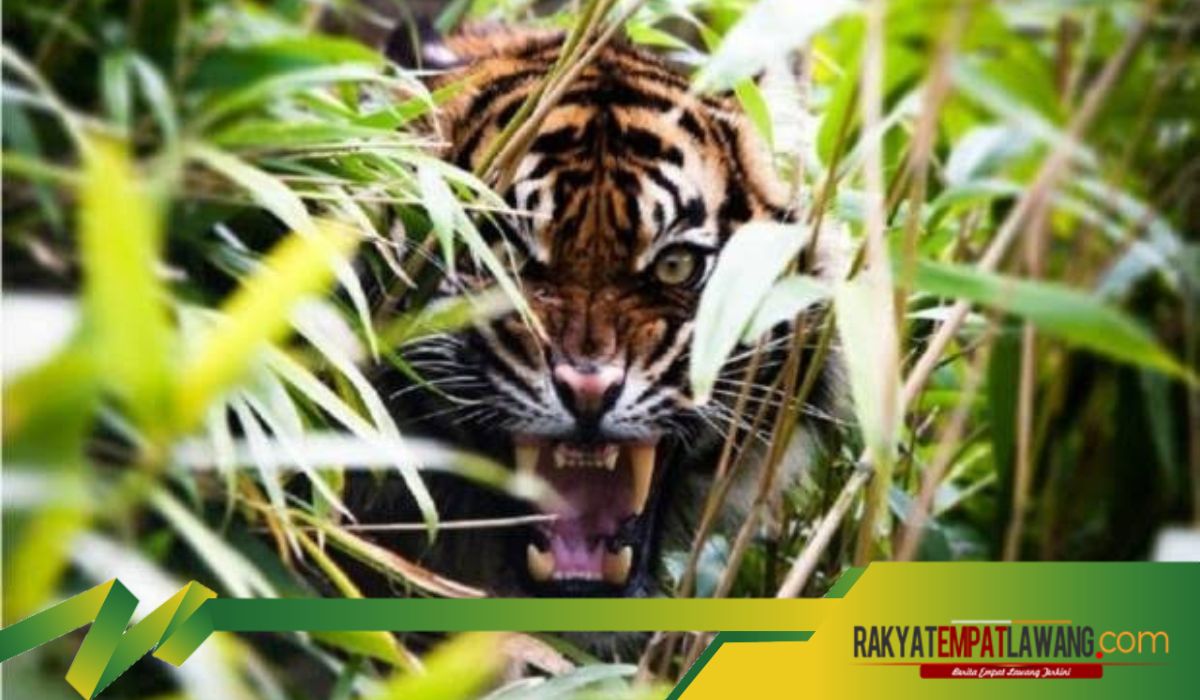 Mitos atau Kenyataan? Kisah Seram Siluman Harimau di Bukit Suharto