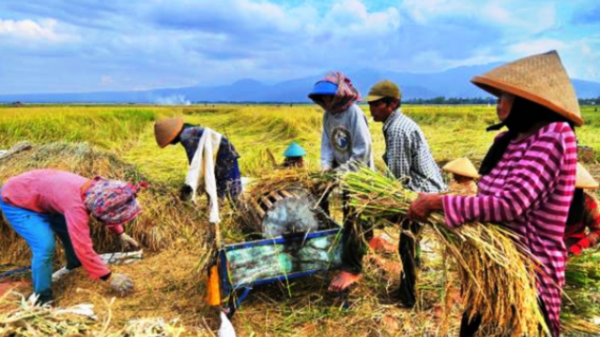 Bukan Mura, Ternyata Banyuasin Penghasil Padi Tertinggi di Sumsel 2022, Sebesar ini produksinya...