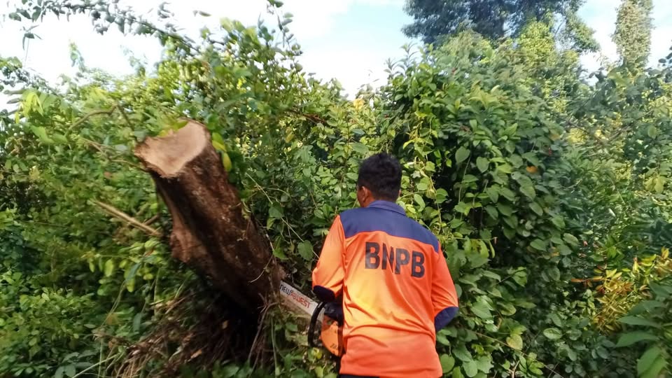 BPBD Muba Sigap Tangani Pohon Tumbang Akibat Cuaca Ekstrem di Sekayu