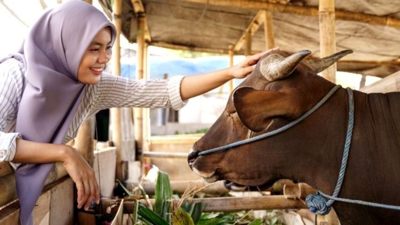 Awas Jangan Salah Beli, Ini Kriteria Hewan Kurban Sesuai Syariat Islam