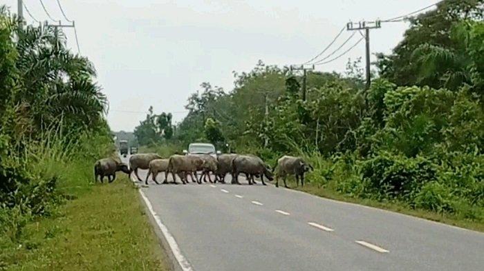 Satpol PP Muratara Gelar Razia Ternak di Jalinsum, Pemilik Terancam Denda