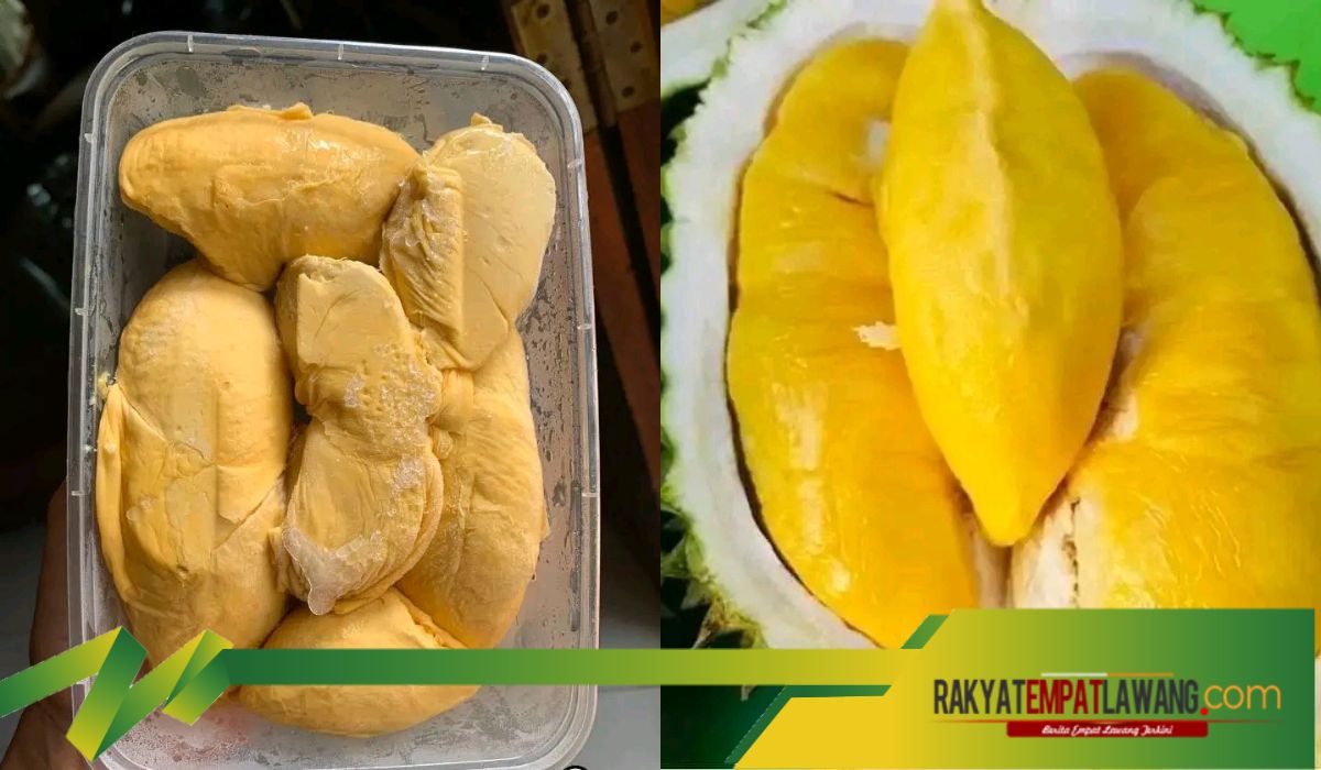 Viral Di Media Sosial Durian Tembaga Empat Lawang Menembus Pasar Nasional
