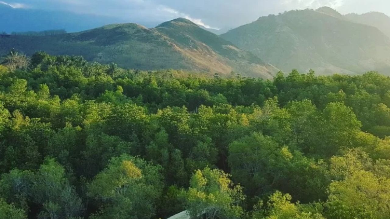 Misteri Hutan Mangrove Megapanda: Keajaiban Ekosistem yang Terlupakan