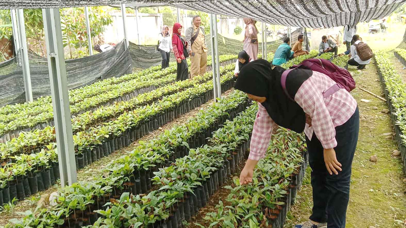Potensi Perkebunan Selangit Musi Rawas: Petani Mulai Bergairah, Harga Kopi Diprediksi Naik Lagi