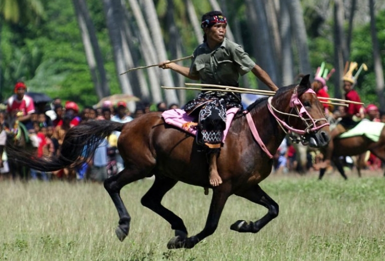 Tradisi Pasola Warisan Budaya Suku Sumba yang Unik dan Sakral Berawal dari Kisah Janda Cantik