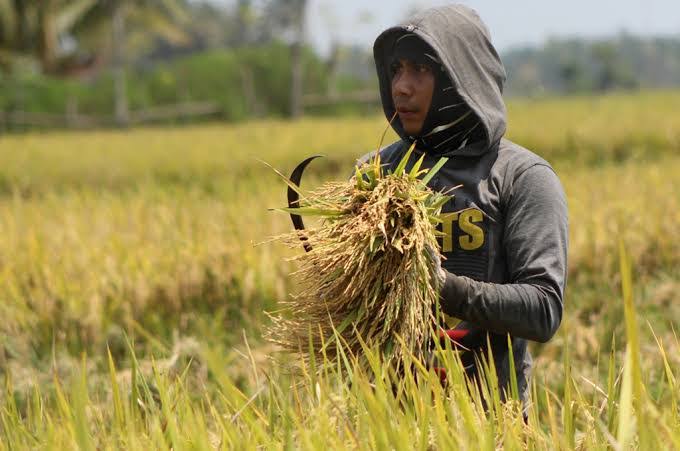 Harga Gabah di Sumsel Jatuh, Petani Menjerit!