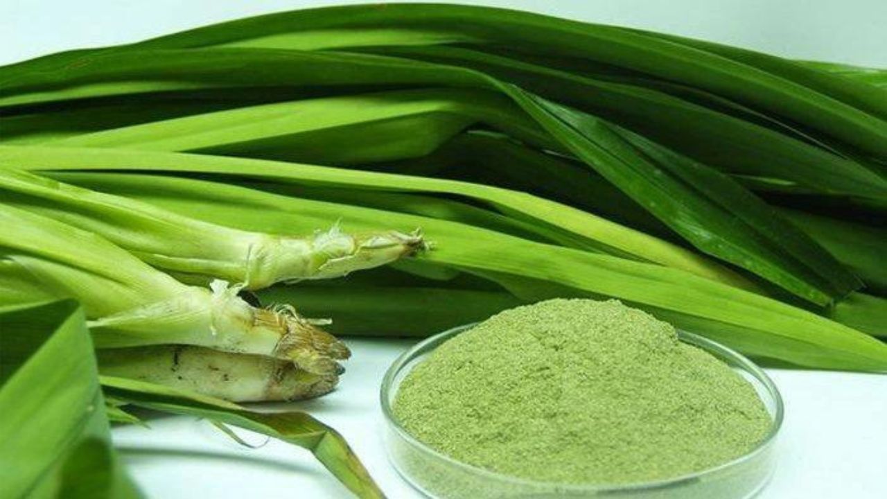 Manfaat Daun Pandan untuk Kecantikan Kulit