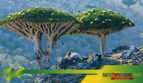 Pulau Aneh dari Dunia Lain, Yuk Intip Keunikan Socotra Yaman