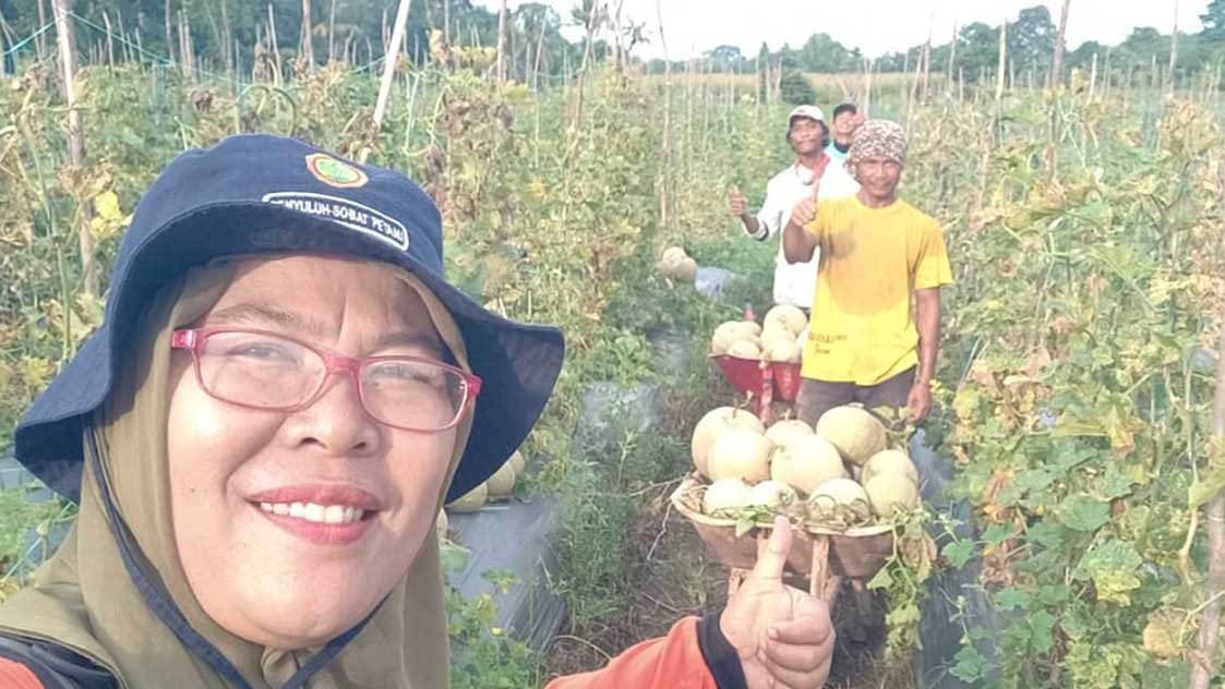 Petani Melon di Musi Rawas Terancam Gagal Panen Akibat Serangan Jamur