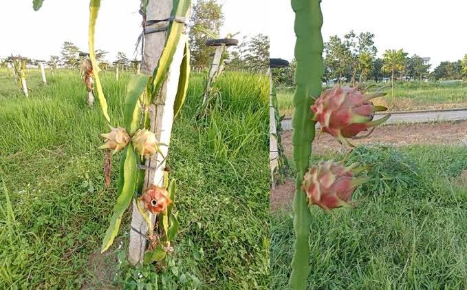 Ingin Tau Daerah Penghasil Buah Naga di Indonesia? Berikut Pembahasanya