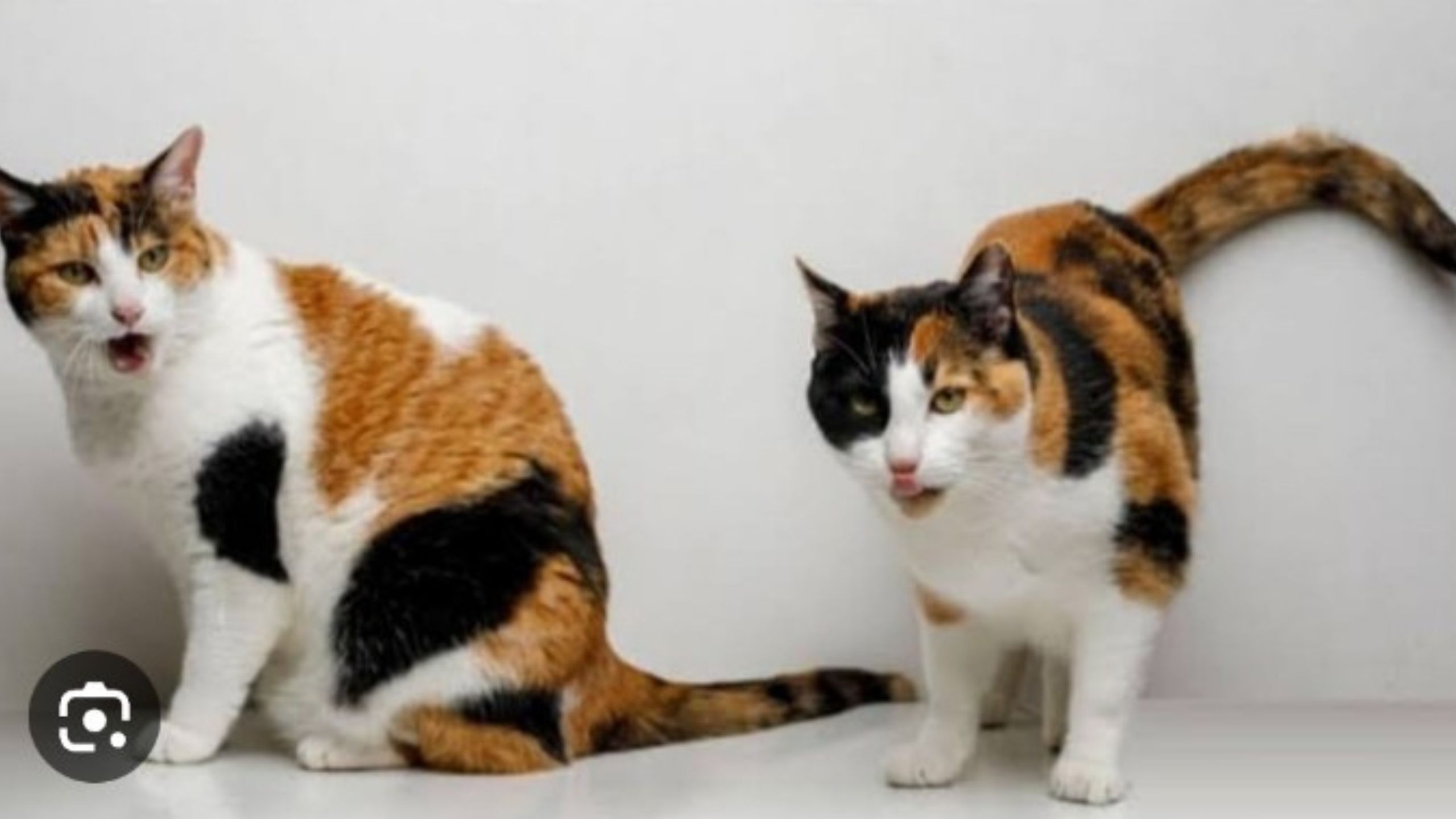 Penting! 10 Tips Merawat Kucing untuk Pemula, Ada Jadwal Cek Kesehatan Rutin