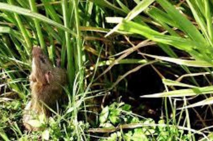 Berikut Cara Mengusir Tikus Secara Alami Tanpa Racun yang Jarang di Ketahui