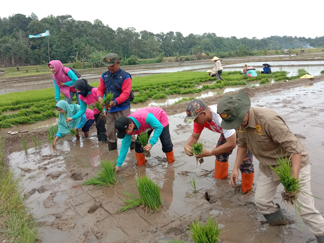 Empat Lawang Berpotensi Jadi Sentra Padi di Sumsel