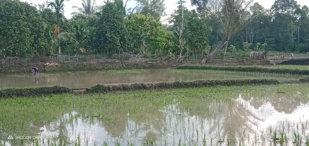 Warga Keluhkan Hama Yang Buat Hasil Tani Mereka Rusak